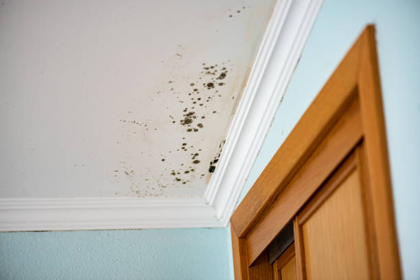 Why You Should Choose Our Mold Remediation Services in Stamford, TX